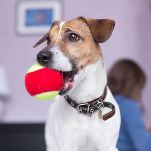 img-adopt-pet-1-min.jpg
