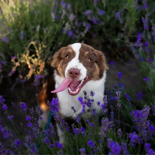 img-adopt-pet-2-min.jpg