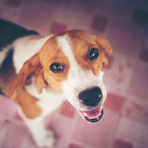 img-adopt-pet-3-min.jpg