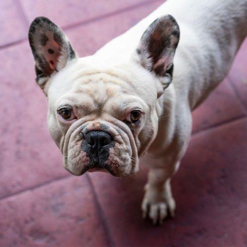 img-adopt-pet-4-min.jpg