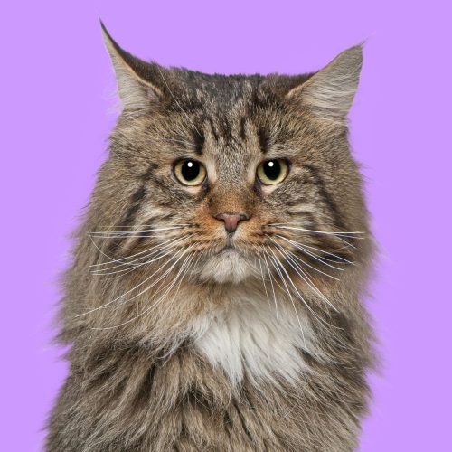 img-adopt-pet-5-min.jpg