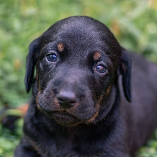 img-adopt-pet-6-min.jpg